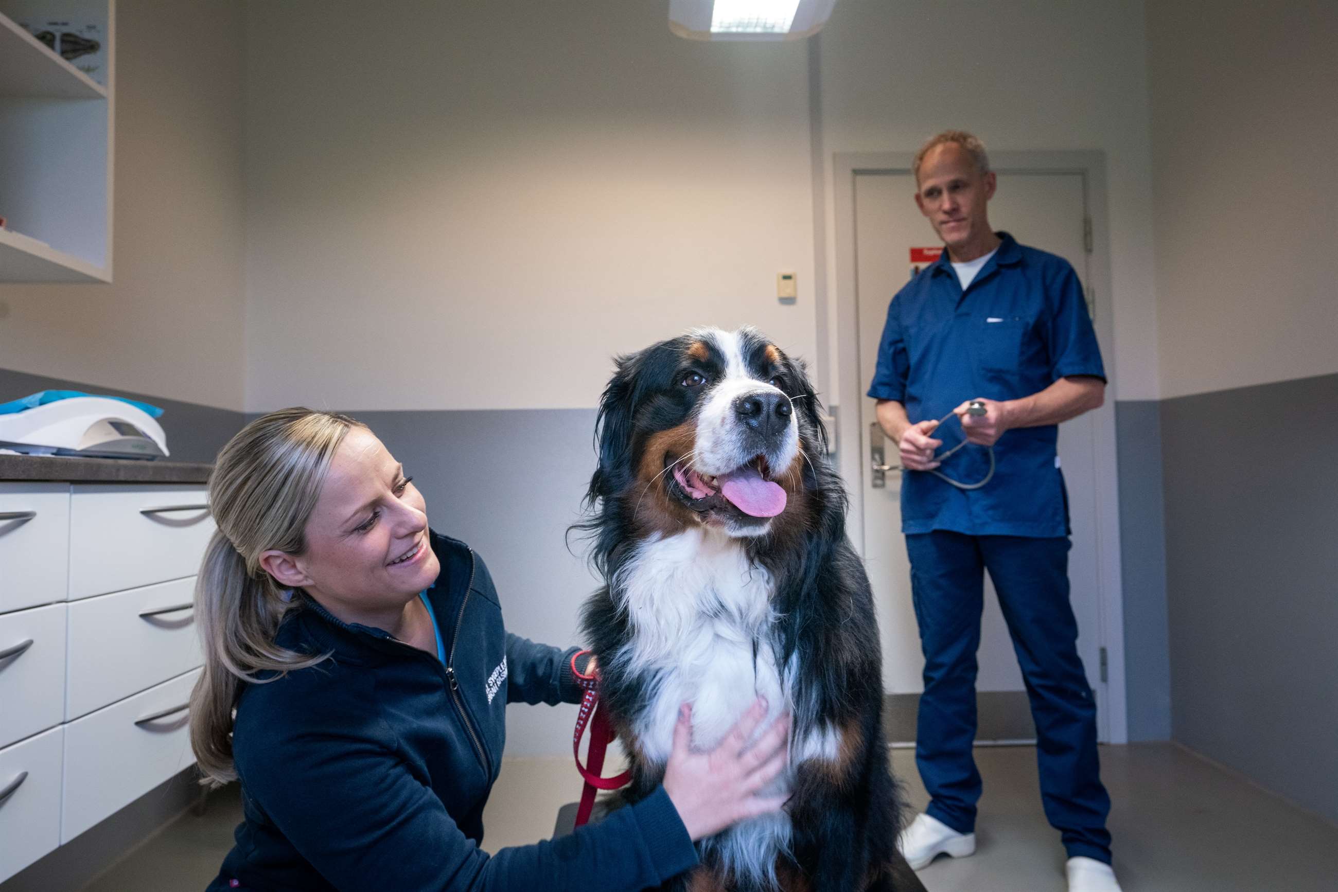 fornærme kul farvestof Vaccination af hund i Randers | Vaccination af kat